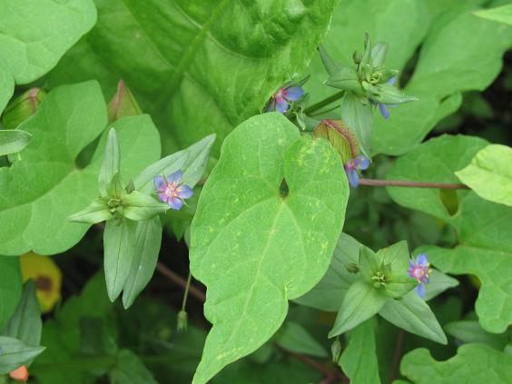 Lysimachia (=Anagallis) arvensis e Lysimachia sp.  (Primulaceae)